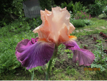 ���� ������� ������ �����