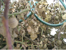 ����� 066.jpg