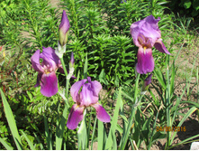 ���� ��������� �������