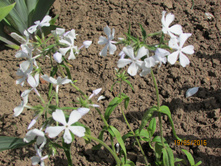 ������������� ���� ������.JPG