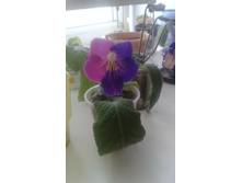 DS-������� �����