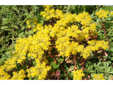 ������ ����������.JPG