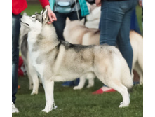 Husky Haven Fun Bringer.