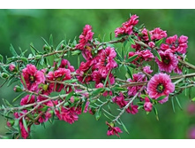 Leptospermum scoparium 06-640x426.jpg