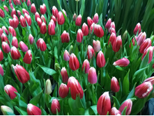 IMG 20170301 070330[1].jpg