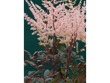 ��������-17�*