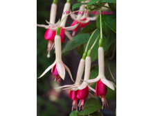 ������ �������