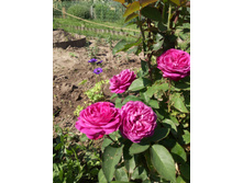 ����� ����