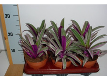 ������������ ������������ Tradescantia spathacea ���� 'Sitara'