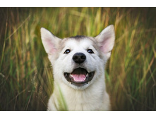 BISKO Maxi Junior/����� ����� �����