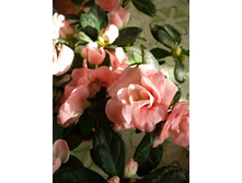 IMG 20170314 151809.jpg