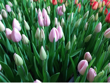 IMG 20170301 070341[1].jpg