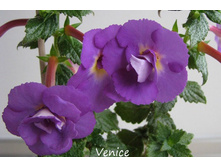 Venice (���� ����).jpg  - 150 ���.