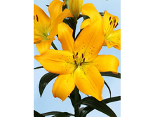 ����� ���������.jpg