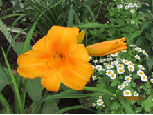 ������ (����� ������, ����� ����).JPG