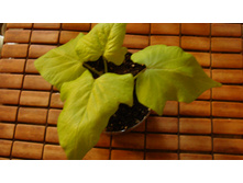 ������ �����(�������������)