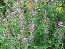 ������ ������������