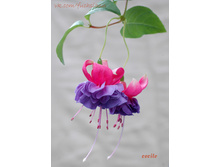 6761942.cecile 3.jpg