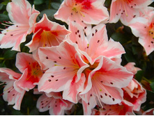 ������ ����� ���� ( Azalea Mdm Kint) - 500- 550 ���.