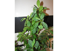 Ficus retusa (microcarpa) "Moclame"