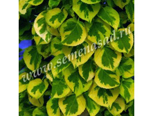 ��������� ���������� �������� (V1,5-2�.) (������ �����, �����������, ���� ������� � ������ ������).jpg