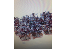 ������ ���� ..... ��� ����� ������� �������� ...����� ������ 20 ���� !!!!!!