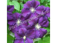 �������� ��������������� ������ ������� � ������.jpg