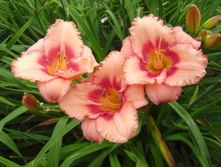�������� Strawberry Candy - 250�