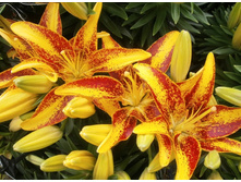 ����� ����� ���������-33,09.jpg