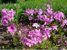 ����� �����������