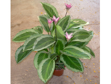 ������� ������ �����