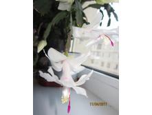 �����������(���������) �����