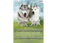 ����� ����