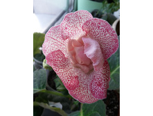 �����-���������