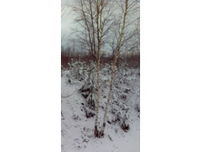 IMG 20170415 100823-1.jpg