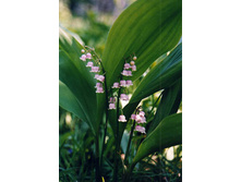 ������ ������� �������