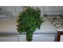 ����� ���� ( ficus punctata "anouk) ....