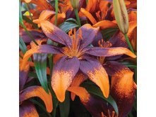 ����� ���� ������ 16/18 (125) ��������� �������-33,09.jpg