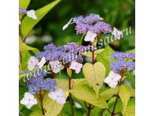 ��������� ��������� ������ �������.jpg