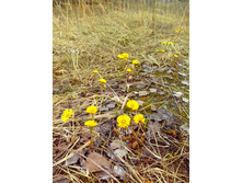 IMG 20170417 115436.jpg