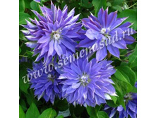 �������� ��������������� ����� (V2�.) (����������, ��������).jpg