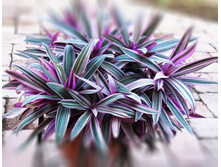 ��� �������.jpg