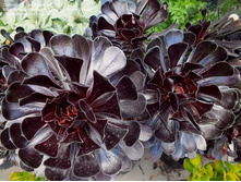 ������ ����