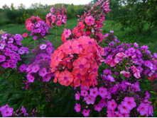 ������ 5 ��., �� 50 ���.