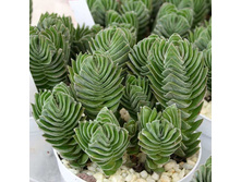 �������� ���� ����� ( Crassula 'Buddha's Temple) - �� 400 ���.