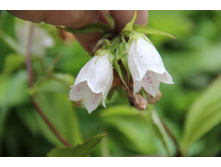 ����������� �������� (�ϣ ����)