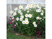 ������� ( �������)