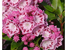 ������� ������������� �����.jpg