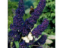 ������� ������ ���� ���� (V1,5-2�.) (�������� �����-���������).jpg