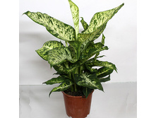 ����������� ����- 550- 650  ���.